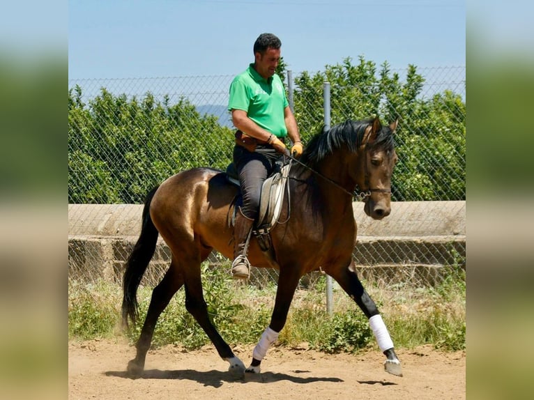 Andalusier Hengst 3 Jahre 161 cm Falbe in Adelschlag