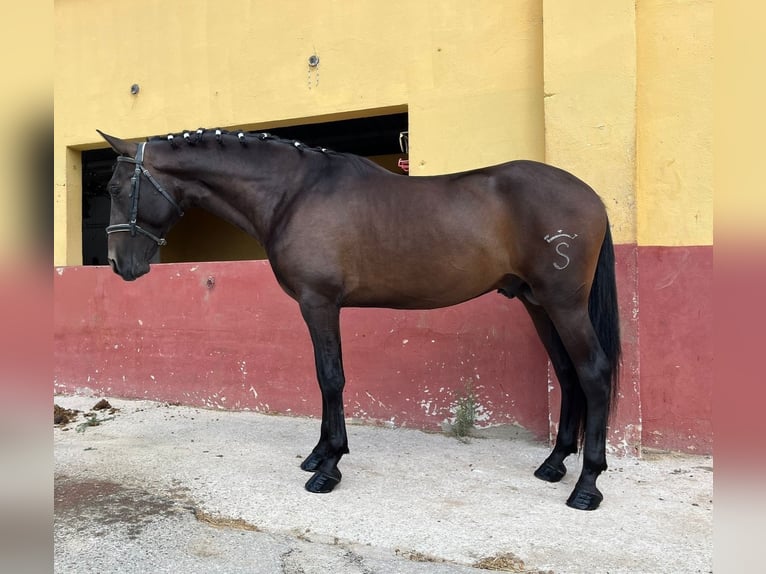 Andalusier Hengst 3 Jahre 162 cm Brauner in Terrassa