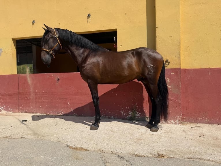 Andalusier Hengst 3 Jahre 162 cm Brauner in Terrassa