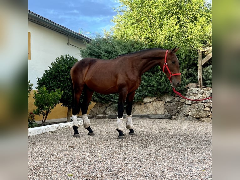 Andalusier Hengst 3 Jahre 162 cm Brauner in Espirdo