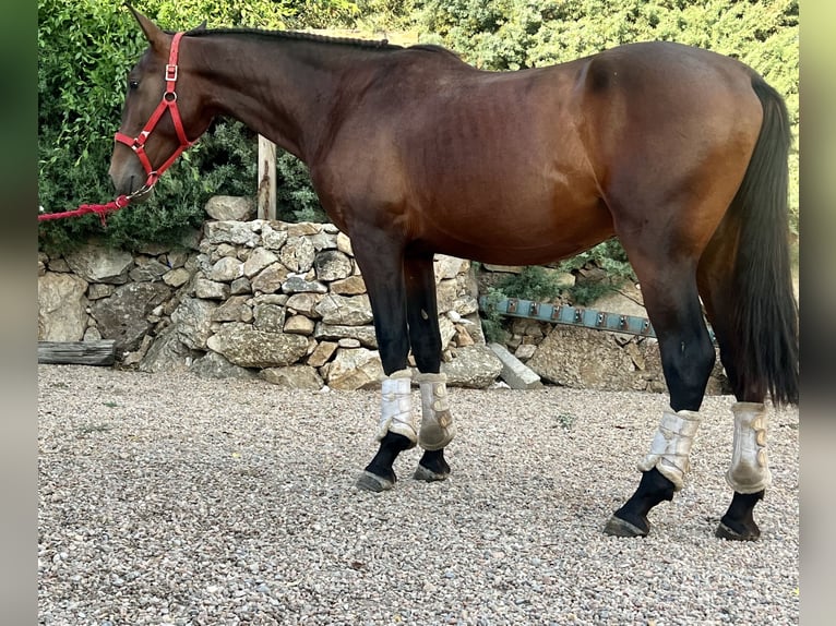 Andalusier Hengst 3 Jahre 162 cm Brauner in Espirdo