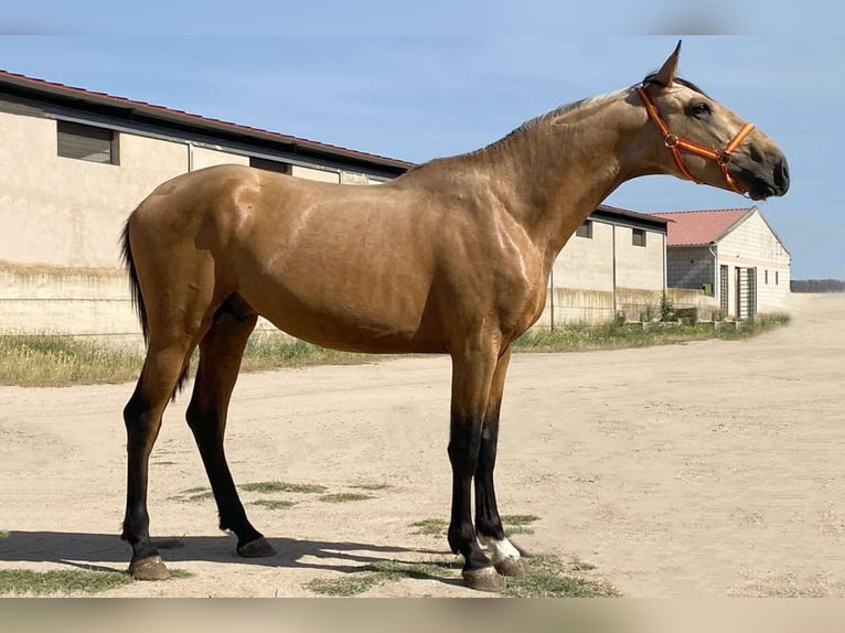 Andalusier Hengst 3 Jahre 162 cm Buckskin in Cacéres