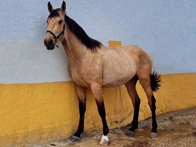 Andalusier Hengst 3 Jahre 162 cm Buckskin in Cacéres