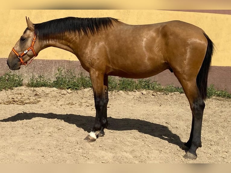 Andalusier Hengst 3 Jahre 162 cm Buckskin in Cacéres