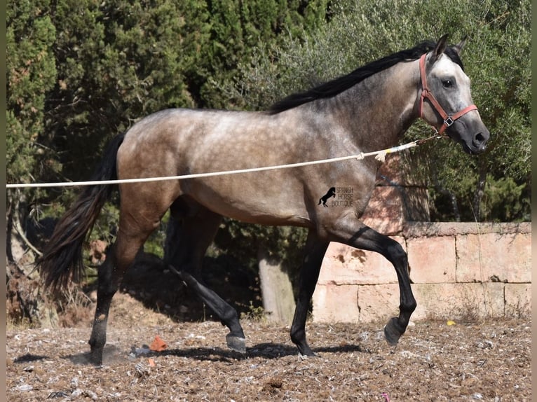 Andalusier Hengst 3 Jahre 162 cm Buckskin in Mallorca