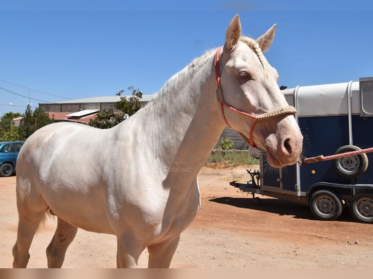 Andalusier Hengst 3 Jahre 162 cm Cremello in Provinz Malaga