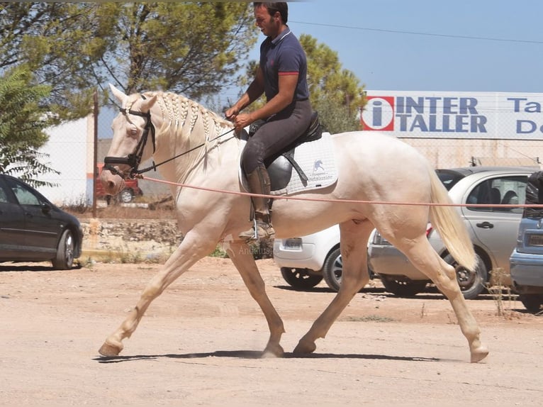 Andalusier Hengst 3 Jahre 162 cm Cremello in Provinz Malaga