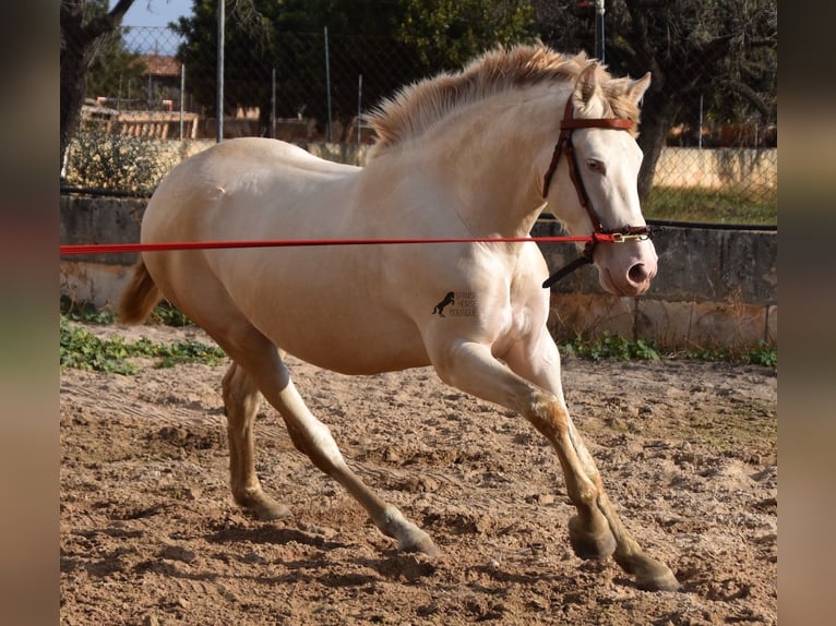 Andalusier Hengst 3 Jahre 162 cm Perlino in Mallorca