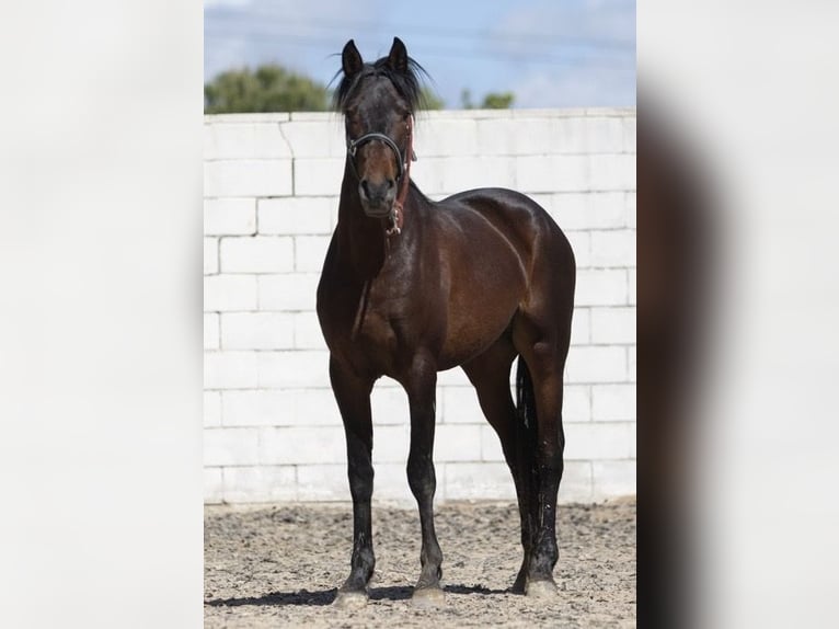 Andalusier Hengst 3 Jahre 162 cm Rotbrauner in madrid