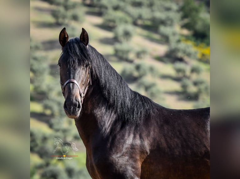 Andalusier Hengst 3 Jahre 162 cm Schwarzbrauner in Malaga