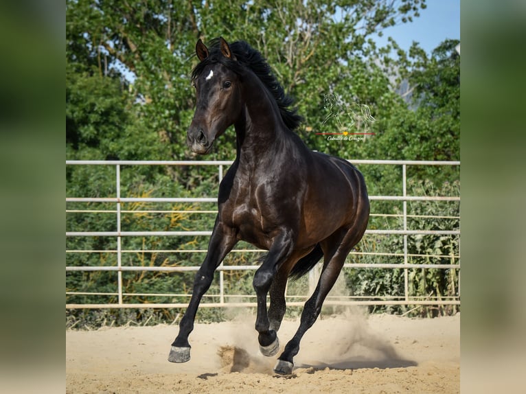 Andalusier Hengst 3 Jahre 162 cm Schwarzbrauner in Malaga