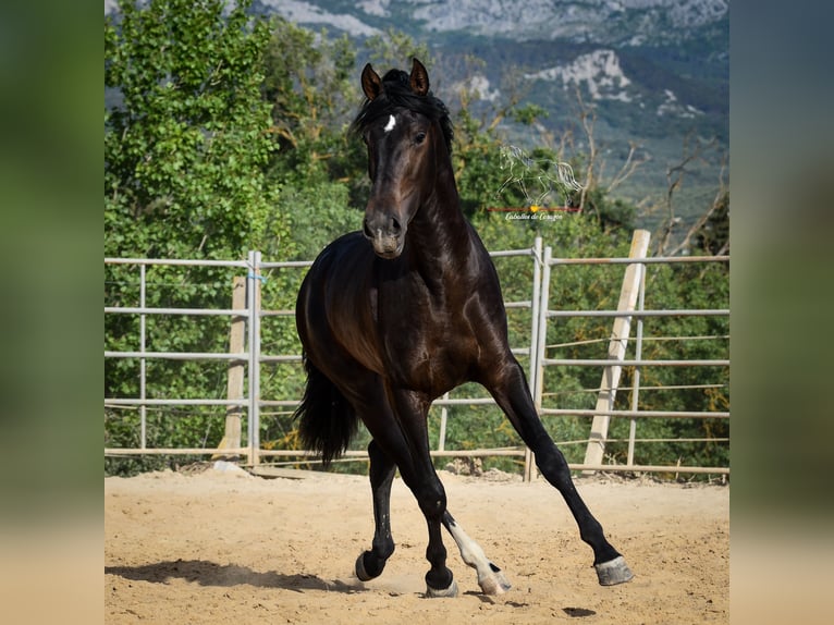 Andalusier Hengst 3 Jahre 162 cm Schwarzbrauner in Malaga