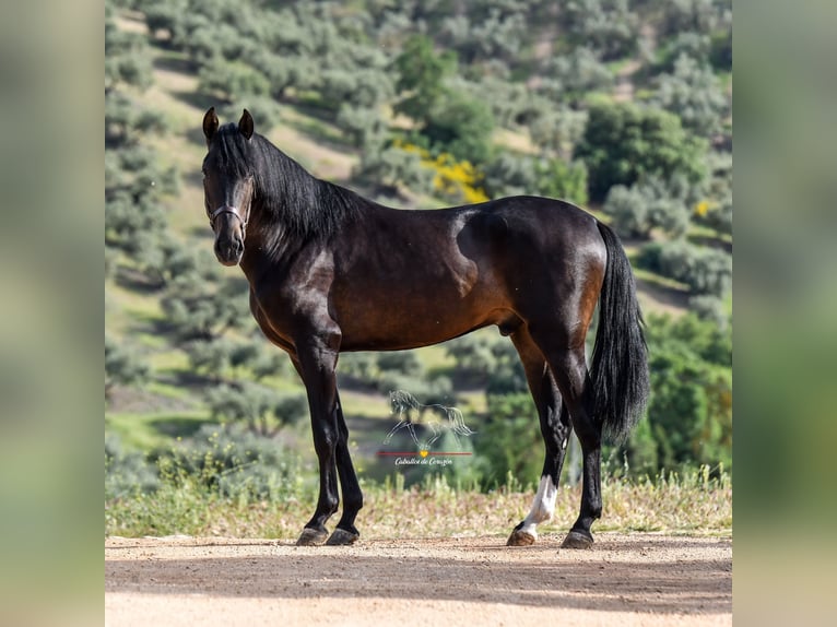 Andalusier Hengst 3 Jahre 162 cm Schwarzbrauner in Malaga
