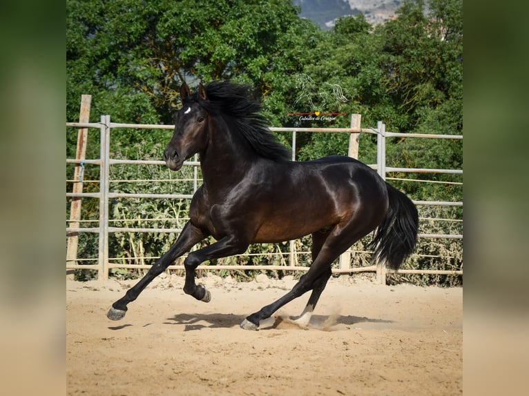 Andalusier Hengst 3 Jahre 162 cm Schwarzbrauner in Malaga