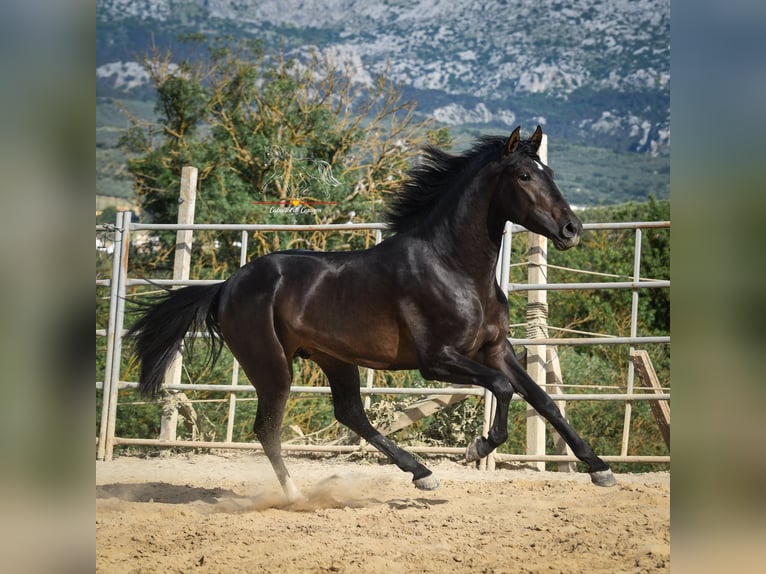 Andalusier Hengst 3 Jahre 162 cm Schwarzbrauner in Malaga