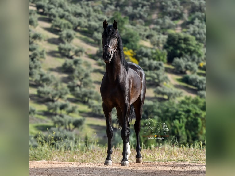 Andalusier Hengst 3 Jahre 162 cm Schwarzbrauner in Malaga