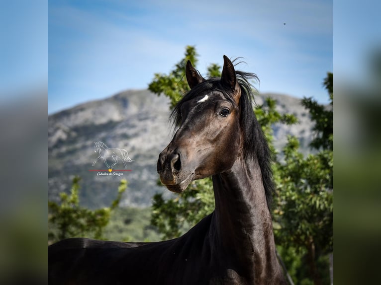 Andalusier Hengst 3 Jahre 162 cm Schwarzbrauner in Malaga