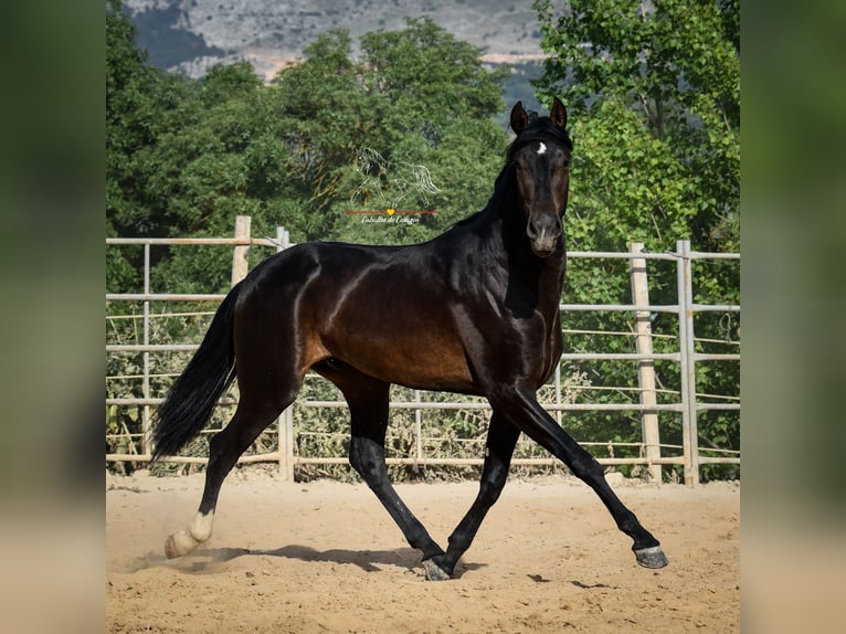 Andalusier Hengst 3 Jahre 162 cm Schwarzbrauner in Malaga