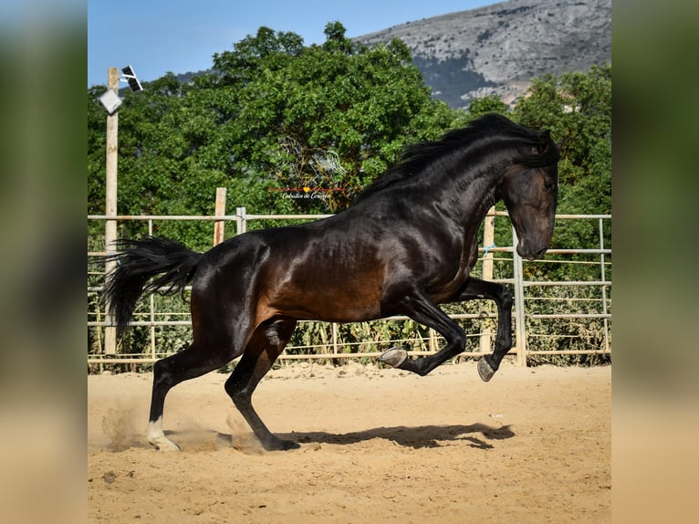 Andalusier Hengst 3 Jahre 162 cm Schwarzbrauner in Malaga
