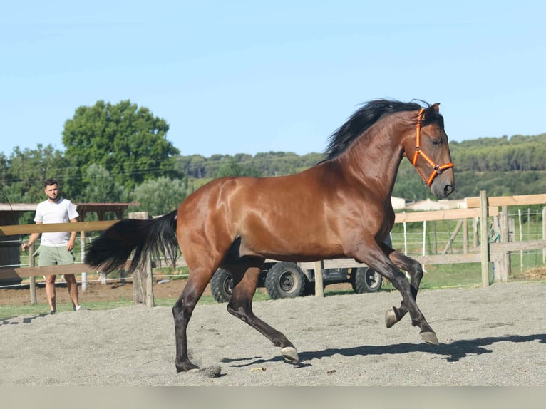 Andalusier Hengst 3 Jahre 163 cm Brauner in Cornillon-Confoux