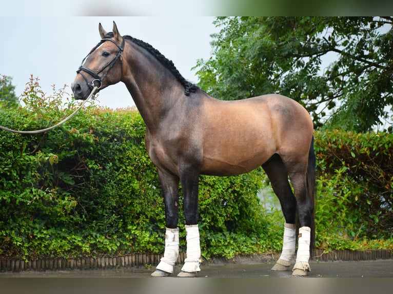 Andalusier Hengst 3 Jahre 163 cm Braunfalbschimmel in Assesse