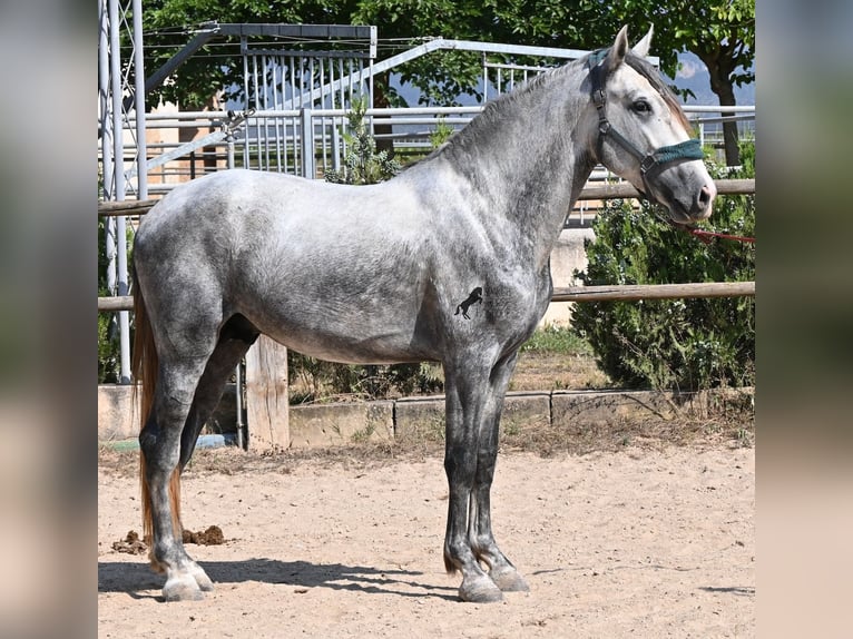Andalusier Hengst 3 Jahre 163 cm Schimmel in Mallorca