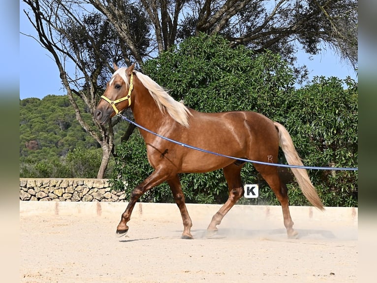 Andalusier Hengst 3 Jahre 164 cm Palomino in Menorca