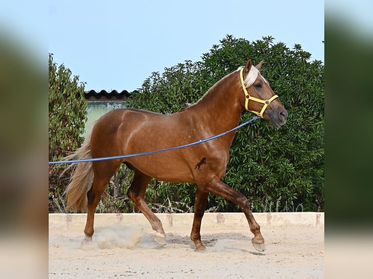 Andalusier Hengst 3 Jahre 164 cm Palomino in Menorca