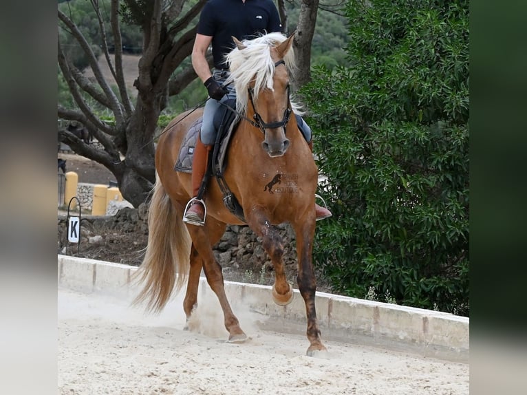 Andalusier Hengst 3 Jahre 164 cm Palomino in Menorca