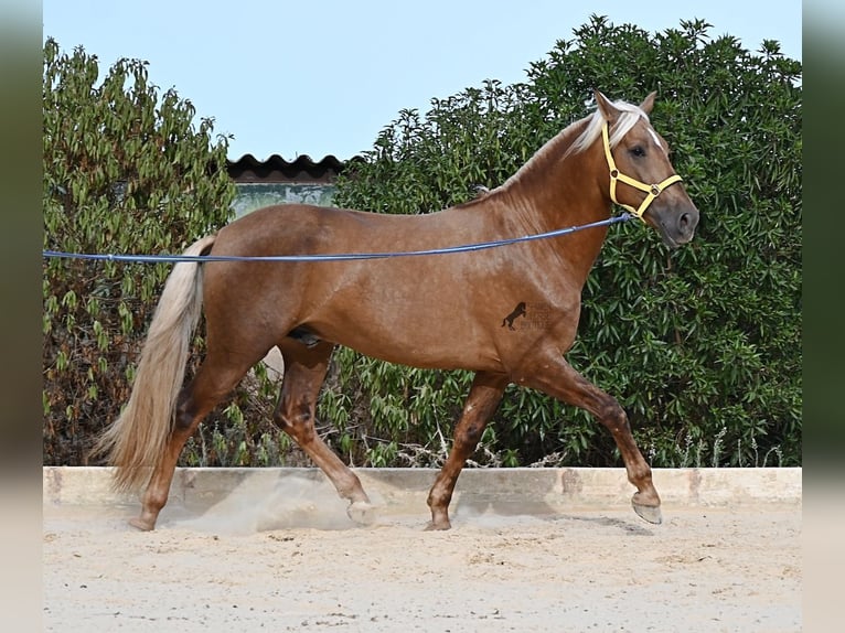 Andalusier Hengst 3 Jahre 164 cm Palomino in Menorca