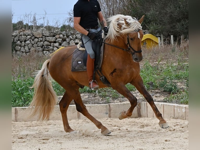 Andalusier Hengst 3 Jahre 164 cm Palomino in Menorca