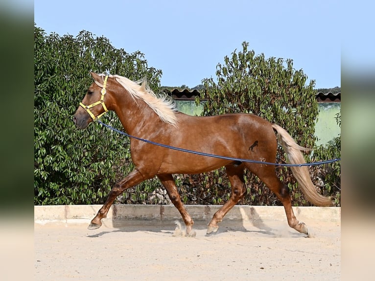 Andalusier Hengst 3 Jahre 164 cm Palomino in Menorca