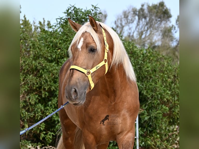 Andalusier Hengst 3 Jahre 164 cm Palomino in Menorca