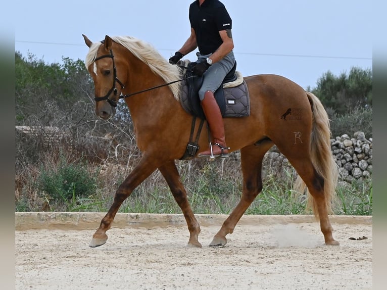 Andalusier Hengst 3 Jahre 164 cm Palomino in Menorca