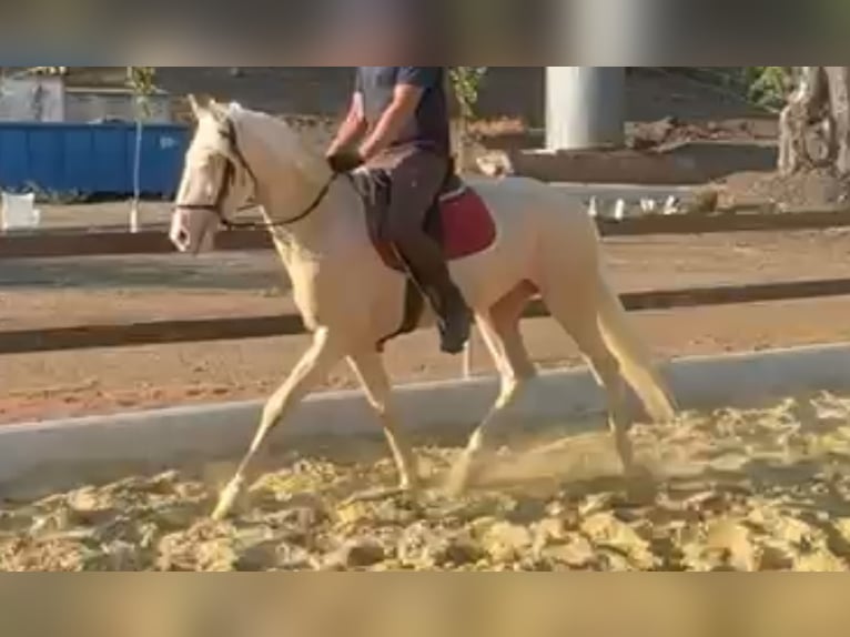Andalusier Mix Hengst 3 Jahre 164 cm Perlino in Linaresnares