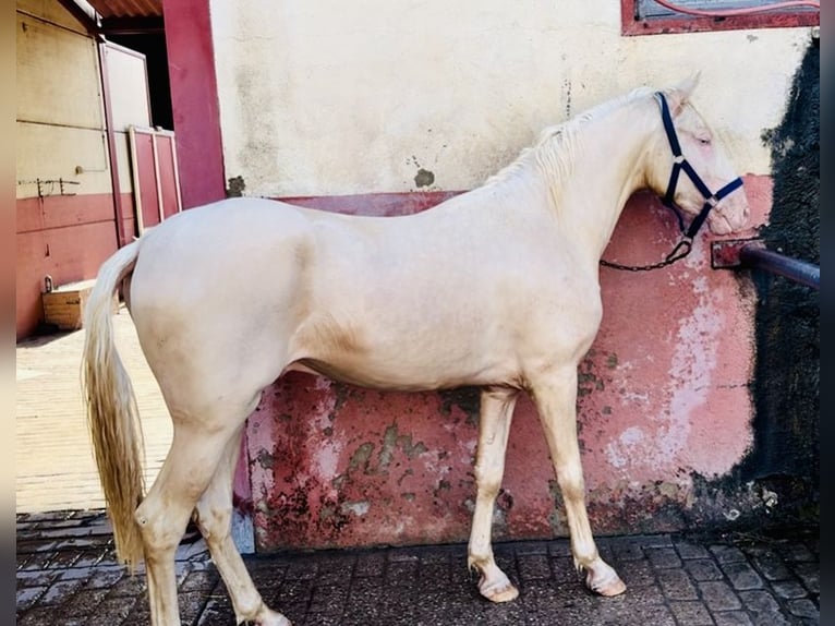 Andalusier Mix Hengst 3 Jahre 164 cm Perlino in Linaresnares