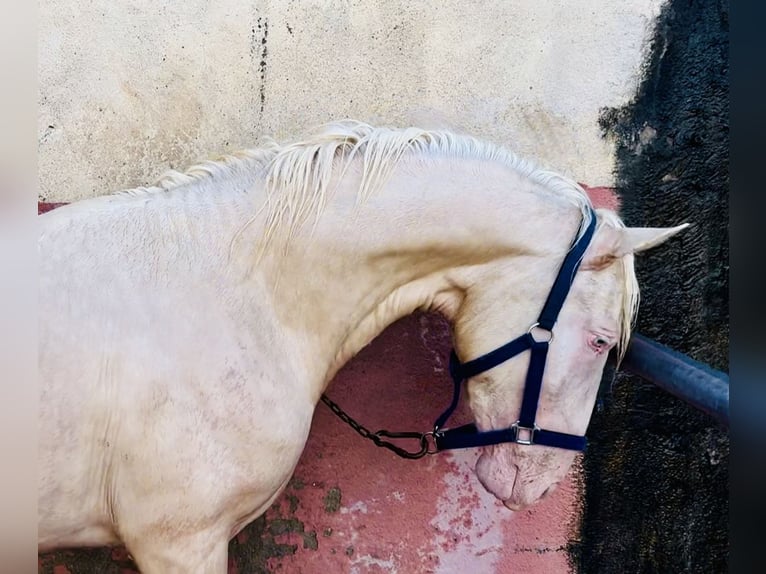 Andalusier Mix Hengst 3 Jahre 164 cm Perlino in Linaresnares