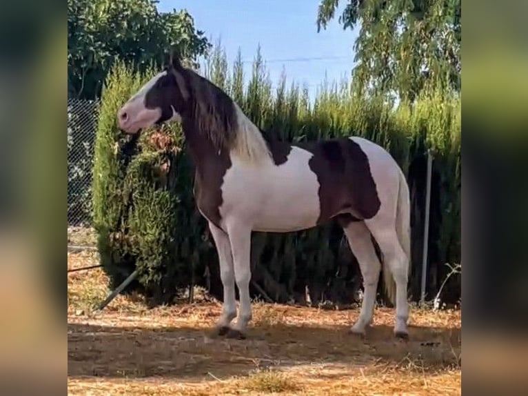 Andalusier Mix Hengst 3 Jahre 164 cm Schecke in Sevilla