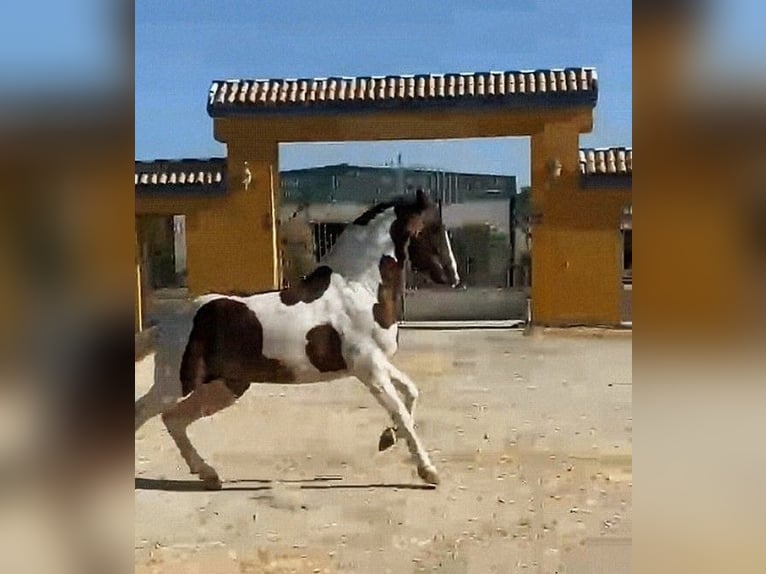 Andalusier Mix Hengst 3 Jahre 164 cm Schecke in Sevilla