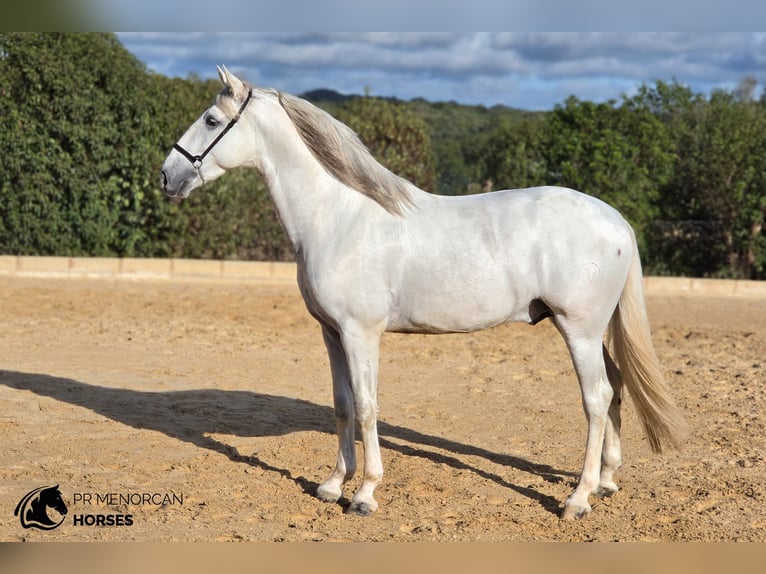 Andalusier Hengst 3 Jahre 164 cm Schimmel in Ciutadella De Menorca
