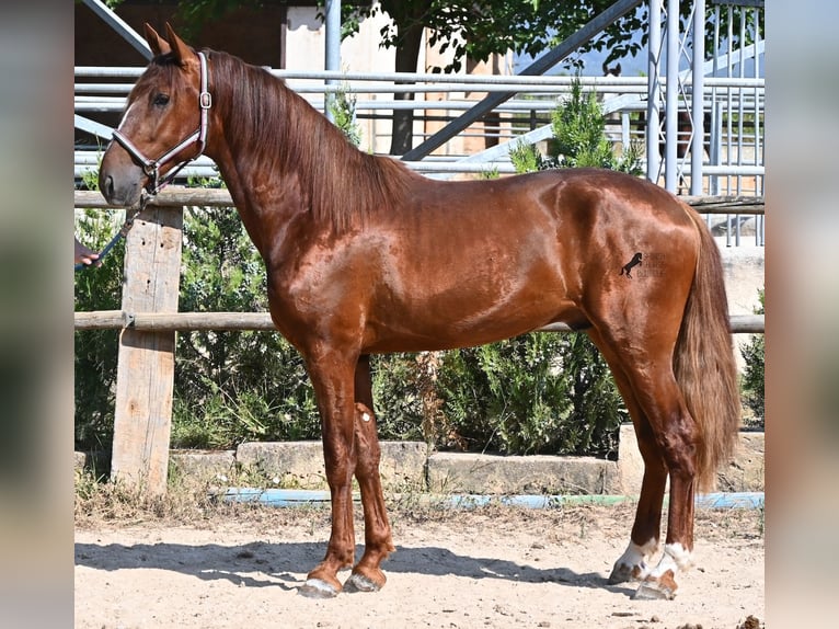 Andalusier Hengst 3 Jahre 165 cm Fuchs in Mallorca