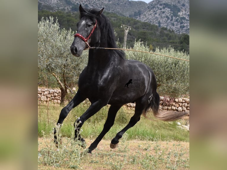 Andalusier Hengst 3 Jahre 165 cm Schimmel in Mallorca