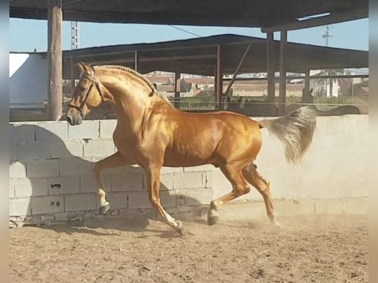 Andalusier Hengst 3 Jahre 166 cm Palomino in Bejar
