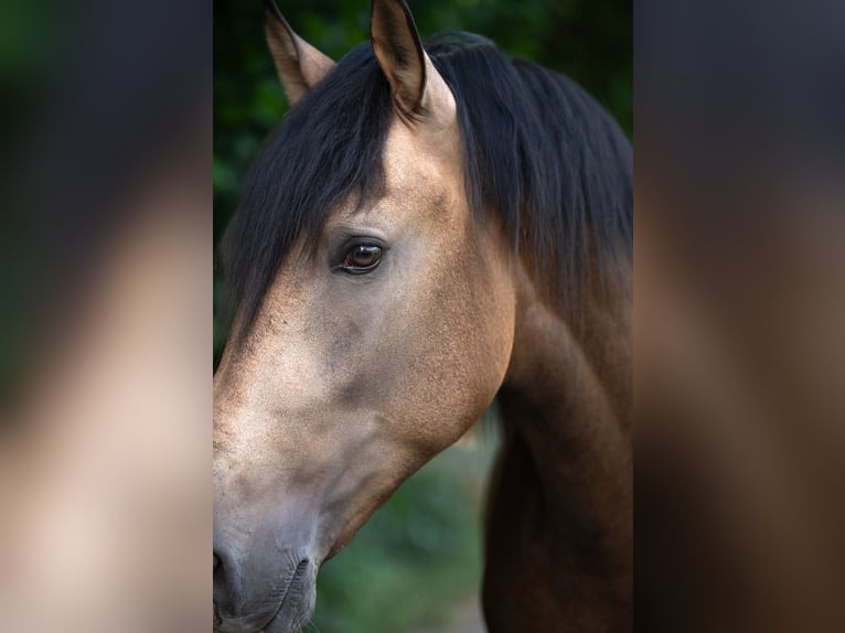 Andalusier Hengst 3 Jahre 167 cm Buckskin in Lochen am See