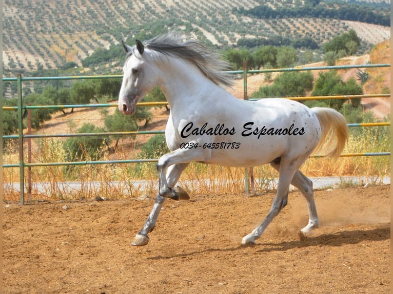 Andalusier Hengst 3 Jahre 168 cm Schecke in Vejer de la Frontera
