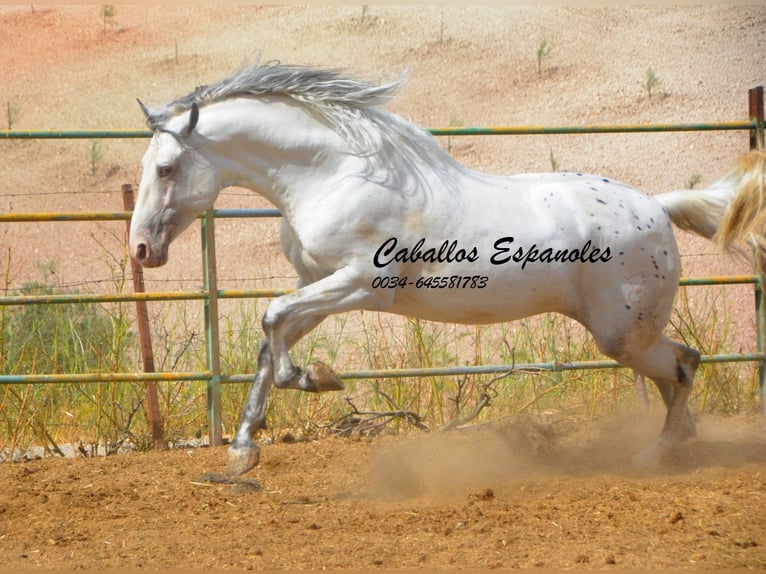 Andalusier Hengst 3 Jahre 168 cm Schecke in Vejer de la Frontera