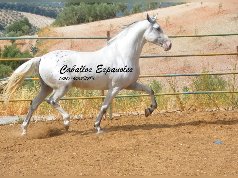 Andalusier Hengst 3 Jahre 168 cm Schecke in Vejer de la Frontera