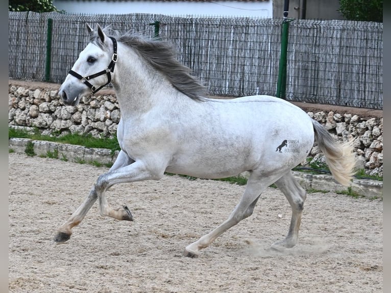 Andalusier Hengst 3 Jahre 168 cm Schimmel in Menorca