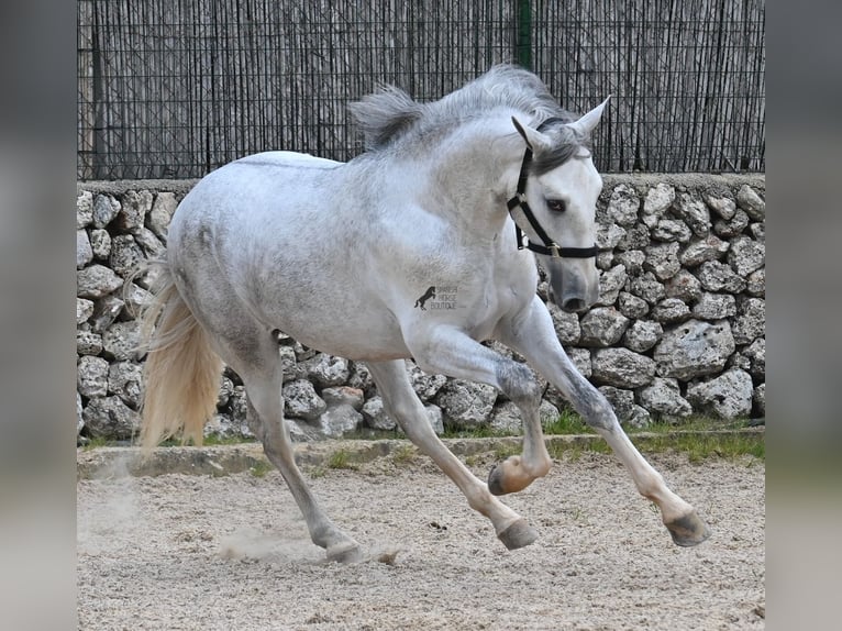 Andalusier Hengst 3 Jahre 168 cm Schimmel in Menorca
