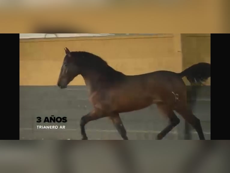 Andalusier Hengst 3 Jahre 170 cm Brauner in Latiano